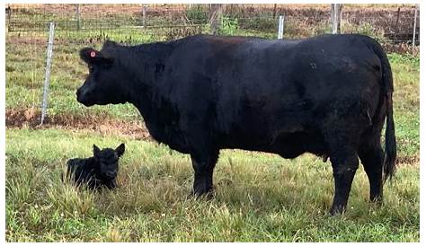 Craigslist Tri Cities Wa Farm and Garden Low Line Angus Steer & By Owner Sale (недоступная ссылка — история).