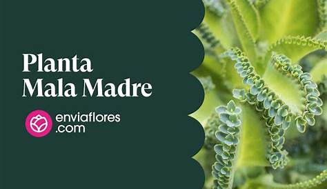 Mala Madre Plant Benefits And Side Effects ¿cuáles Son Los Cuidados De La A ?