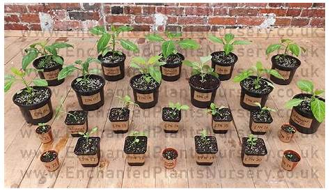 Salvia Divinorum посеяла лучшие растения Amazon