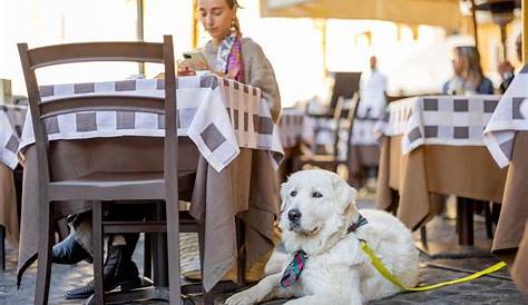 El Pasos Best Kept Secret Discover The Hidden Dog Friendly Restaurants 3 Lugares Pet En Cancún ¡claro Que Sí!