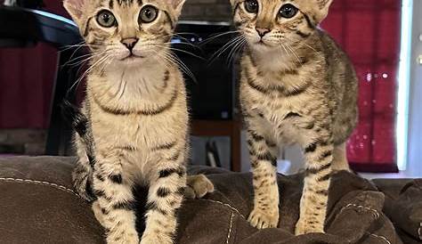 Крэйгслист Savannah Cat выставлен на продажу Tabitomo