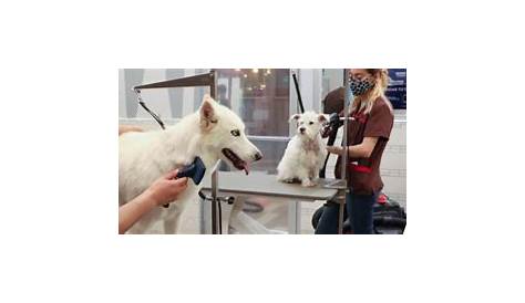 Petco Com Grooming Archivos Blog México