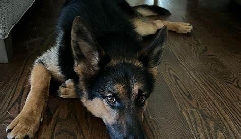Pets Craigslist Md Ka Goetz