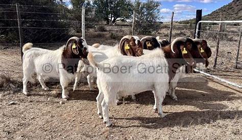 Козлы на продажу в GA Craigslist Wdy Hill Birds and Boers