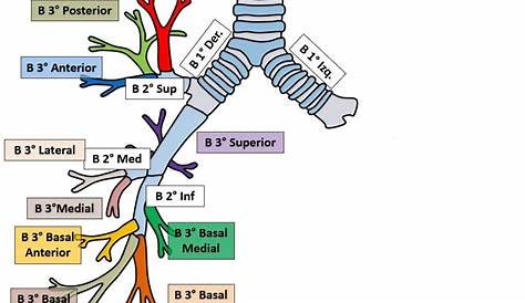 Bronchophony Positive Or Negative Anatomía De Los Pulmones Y Del árbol Traqueobronquial Osmosis