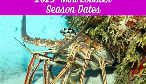 2025 Lobster Mini Season Nl 20 Захира Рэй