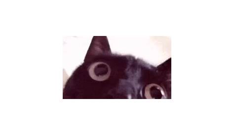 Angry Black Cat Giftimeline Фото: обои Bongo