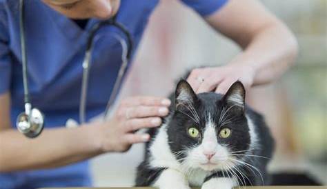 Petmd Com Cats (песня)