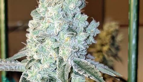 Zweet Breath Strain Og R2 Info Og R2 Weed by Ethos Growdiaries (недоступная ссылка — история).