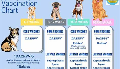 Vetco Canine 6 в 1 вакцине Собака щенок и котенок График вакцинации