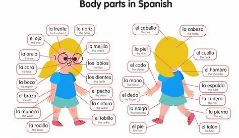 Muñeca In English Body Part Diagram Spanish The Of The Spanish Video