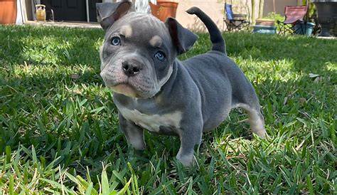 Pocket Pitbull в продаже Craigslist Puppies Puppies