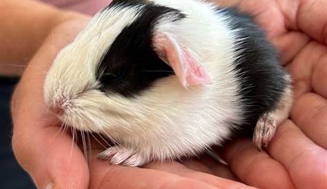 Nc Pets Craigslist Свинья-девочка