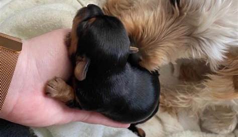 Щенки Craigslist Az Adorable Yorkie выставлены на продажу в Тусоне, Аризона