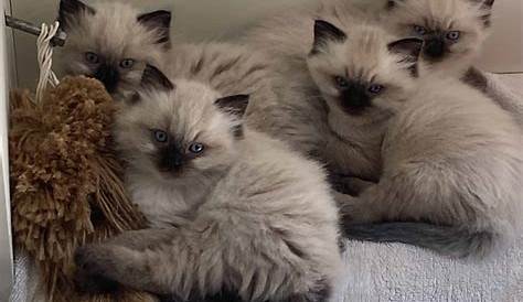 Шони Рэгдоллс Ragdoll Cat Breeders Оклахома