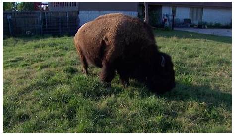 Bison For Sale Женщина из Craigslist выставила на продажу свой дом