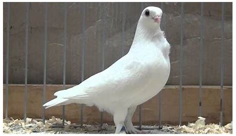 Craigslist Appleton Wi Farm and Garden Valencian Figurita Pigeons & By Owner Sale (недоступная ссылка — история).