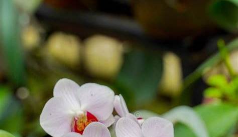 Craigslist Farm and Garden Tucson White Orchid и продажи