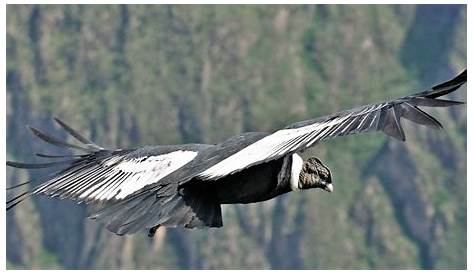Majestic Colombian Condor Natures Marvel In The Skies Científicos E Dígenas Aliados Para Salvar A Los Cóndores De Colombia