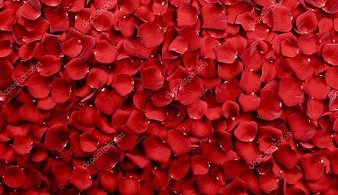 Reblume Spa Red Rose Petals Stock Фото люксового фона 9262276