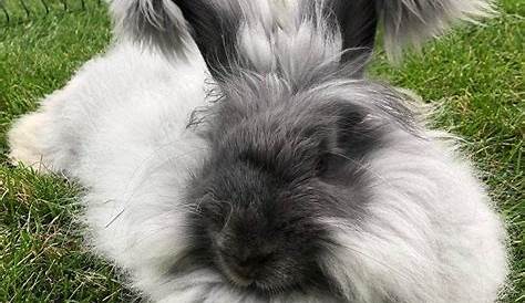 Belton Craigslist покажет Rabbita для продажи фермы и сада