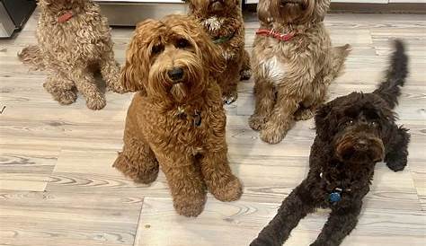 Bay Lake Labradoodles Австралийский