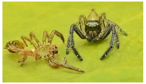 Do All Spiders Molt 1 089 Ing Spider Images Stock Photos & Vectors Shutterstock (недоступная ссылка — история).