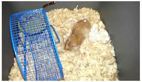 Миссис Хэмми Литтл The Hamster Building Up The Nest Youtube