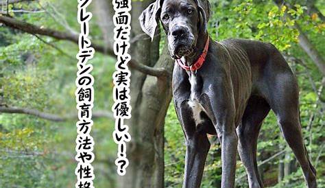 Dog Missionary Knot Pin On グレートデーン