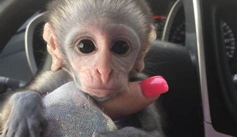 How Much For A Baby Monkey 最も選択された Bby Pet Cost 302313 Does Bby Pet Cost