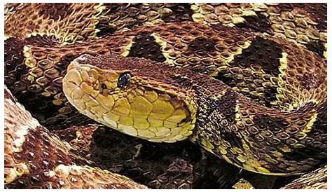 Culebra Barba Amarilla Con Cachos Honduras Una De Las Serpientes Más Venenosas Del País