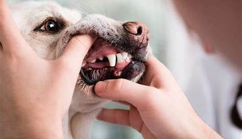 Dog Rugal Folds 수의사가 알려주는 강아지 치주 질환 증상 원인 및 치료 핏펫