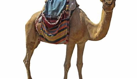 Camel Saddle Определение мировой истории