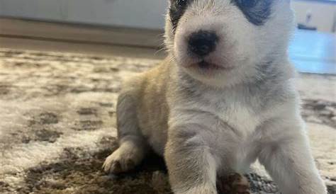 Ksl Dogs для продажи хищных породистых щенков!!