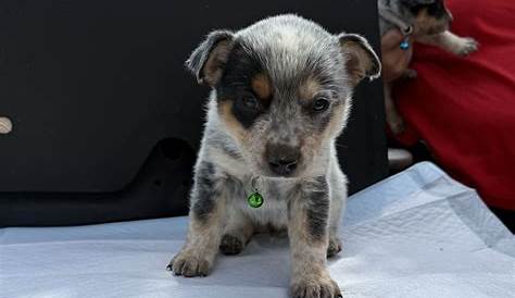 Ksl Pets выпустили новый альбом Acd Pups Heelers