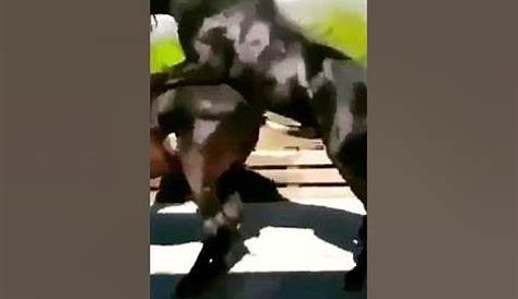 Большой конь спаривается с маленьким удивительным компиляцией Как к животным