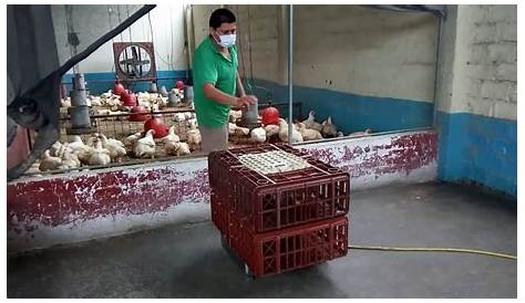 Pollos Vivos Cerca De Mi Ubicación Venta Mercadolibre ?