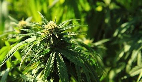 Beavs Strain Leafly Marijuana Информация и отзывы Allbud