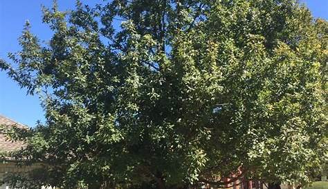 Craigslist Mcallen Farm Garden Monterrey Oak Tree & By Owner Sale (недоступная ссылка — история).