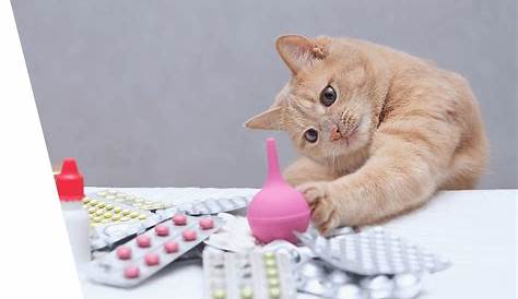 Аптека, которая заботится о ваших домашних животных, нацелена на аптеку Greensboro Ncs Pet Medications
