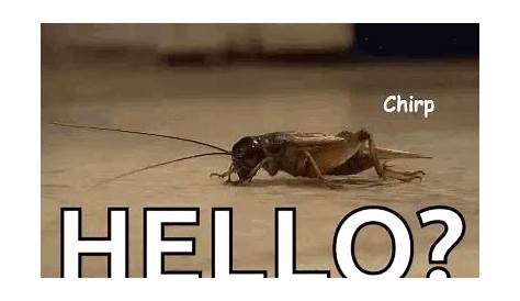 Гиф Крикетс Chirping Meme