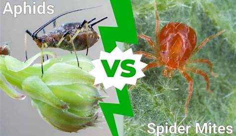 Do Spiders Eat Aphid (Паук-Тлейк) Айвен Радик Фликр