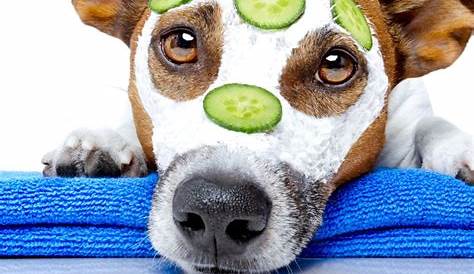 Обслуживайте свою собаку в спа-центре Midland Dog Grooming Services Ffordble Sp.