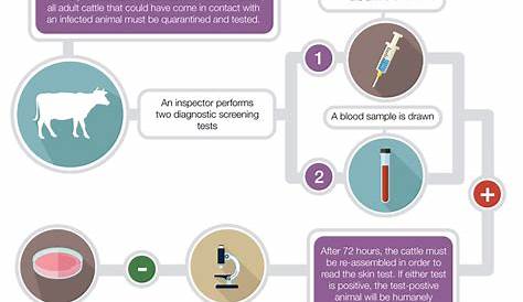 Minute Clinic Tb Testingtimeline Фото Инфографический процесс тестирования туберкулеза