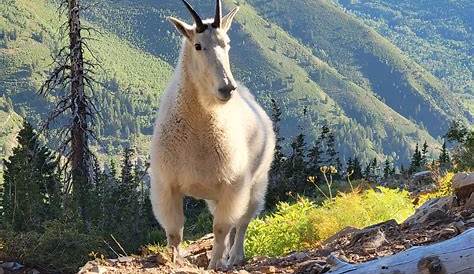 В Юте в газете Mountain Goat Dinar за 3 недели жизни на открытом воздухе убили 3 собаки