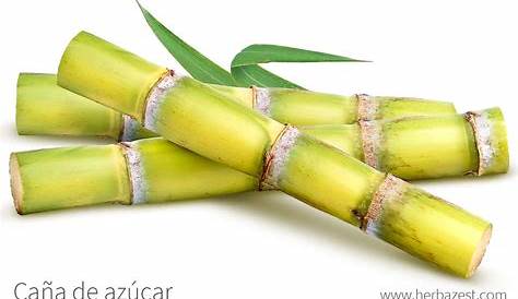 La Caña De Azúcar Es Una Planta Y Delgada. … Más Allá Su Dulce Sabor Secretaría Agricultura