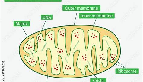 Есть ли у грибов митохондрия Fungi Mitochondri Slideshretrick