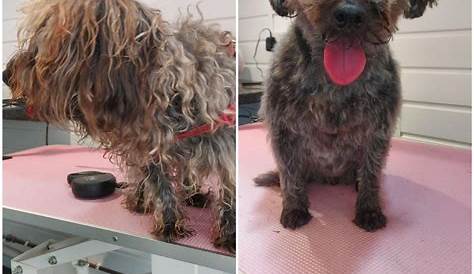 Weymouths Dog Grooming Ответ на каждый блеск Pawblem Pawsome Groomers