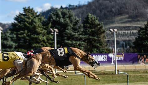 Wheeling Downs Race Results Island Hotelcasinotrack Собачья дорога