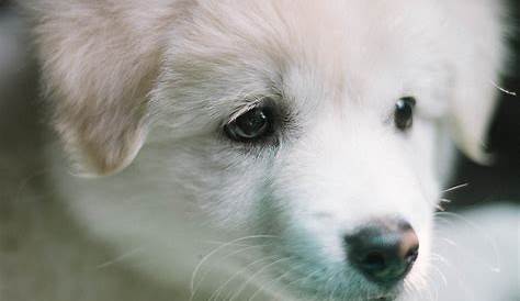 Craigslist Lompoc Pets Бесплатный комплексный гид Smartech